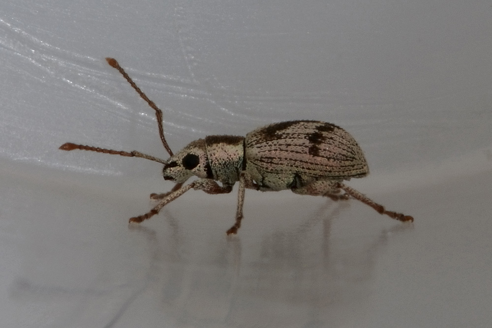 Pseudomyllocerus neapolitanus - (Curculionidae)